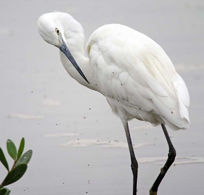 little egret.flies DSCN3290.jpg