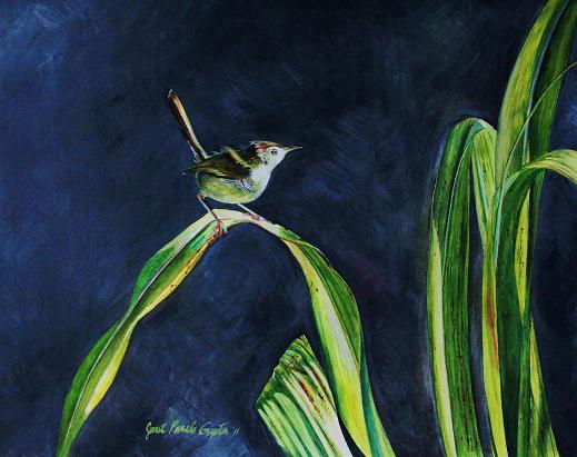 tailorbird.jpg