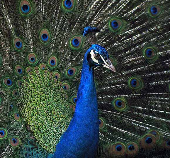 peacock.captive IMG_0729.jpg
