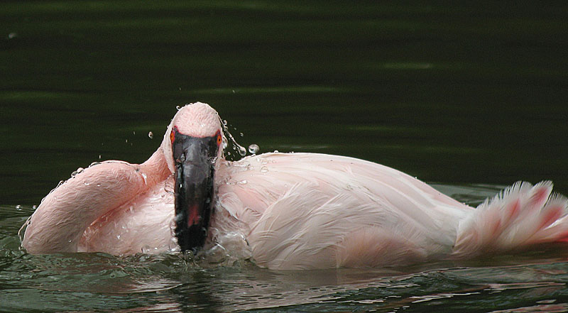 flamingo.captive IMG_0908.jpg