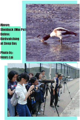 Birds of HK