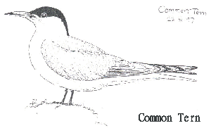 Common Tern