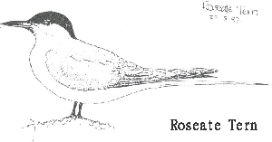 Roseate Tern