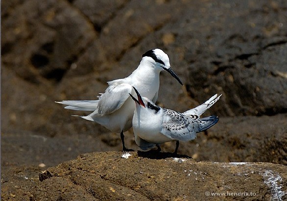 Black-naped Tern adult and chick
