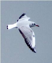 Black-headed Gull