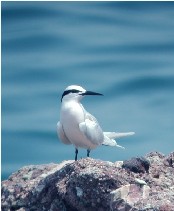 Black-naped Tern