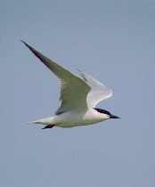 Gull-billed Tern