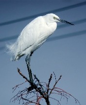 Little Egret