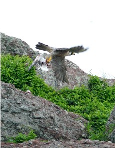 Peregrine with a Black-naped Tern