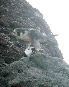 Peregrine feeding on a Bridled Tern