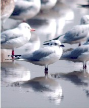 Saunders's Gull