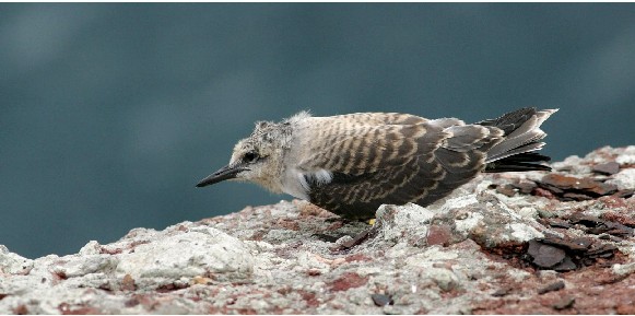 Bridled Tern chick
