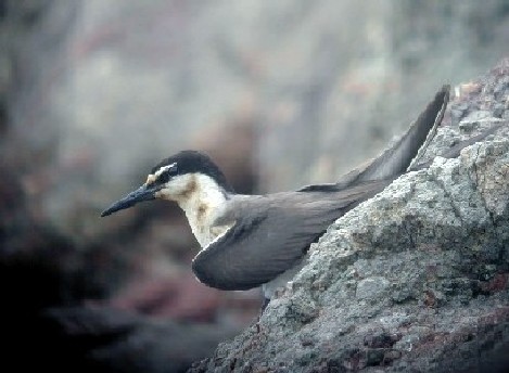 Bridled Tern