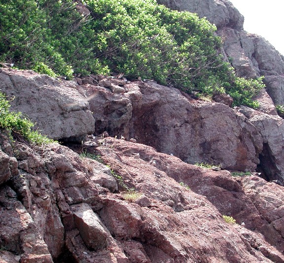 Tern nesting site