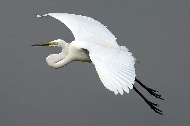 白鷺圖 HKBWS BBS 香港觀鳥會新聞組- Great Egret 大白鷺飛白鷺- 鹿頸