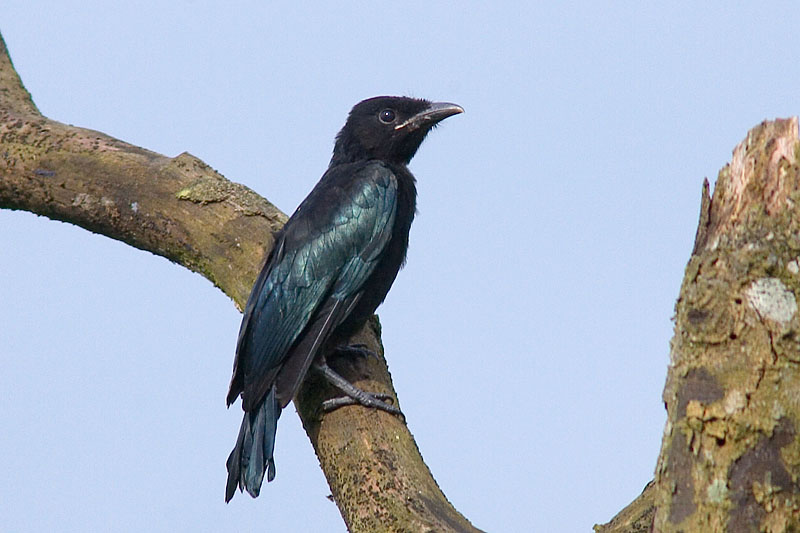 HKBWS BBS 香港觀鳥會新聞組- Hair-crested Drongo Juvenile 髲冠卷尾幼鳥 HKBWS BBS 香港觀鳥會新聞組- Hair-crested Drongo Juvenile 髲冠卷尾幼鳥