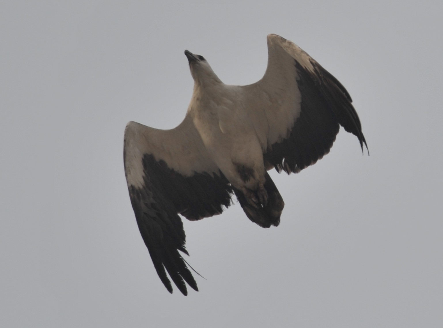 Sea Eagle.jpg