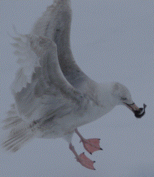 Clarify with Glaucous Gull.GIF