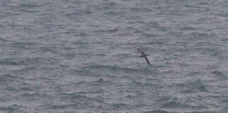 Puften_20120425_PoToi_0216-3_zoom.jpg