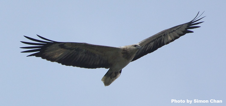 White-bellied Sea Eagle_1.jpg