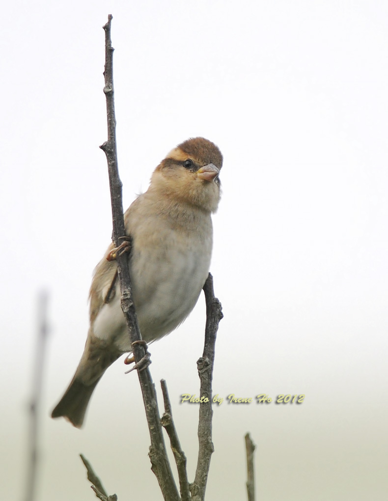 Russet Sparrow 1.jpg