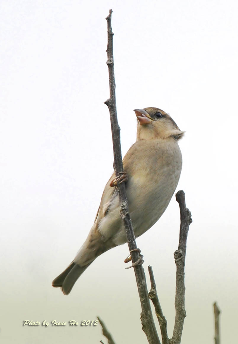 Russet Sparrow 2.jpg