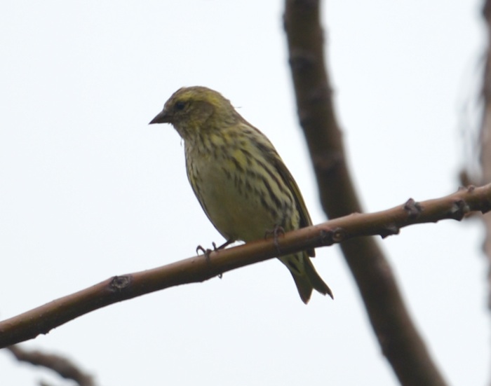 Siskin.jpg