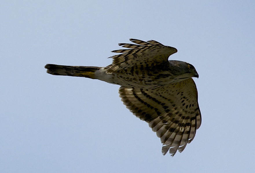 JapSparrowhawk.jpg