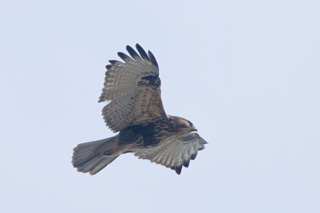 Common-buzzard2.jpg