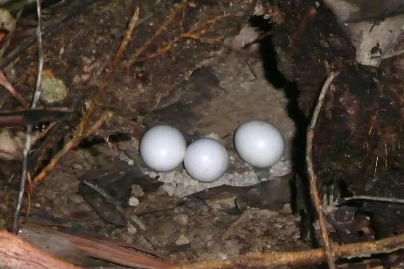 collared scops owl eggs.jpg