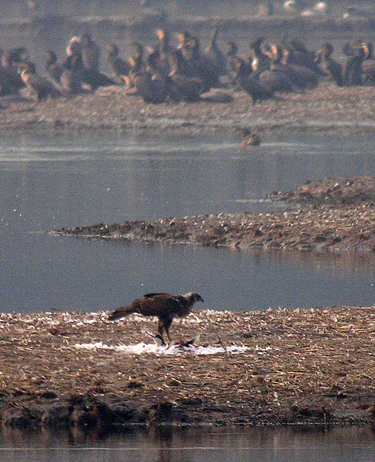 imperial eagle.avocet DSCN9998.jpg