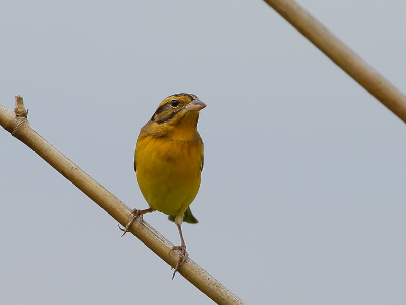 Yellow-breasted bunting_new.JPG