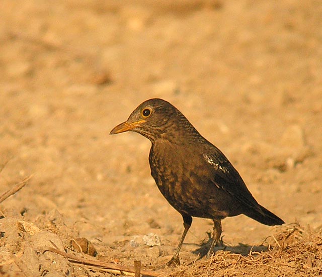 common blackbird.fem DSCN3970.jpg