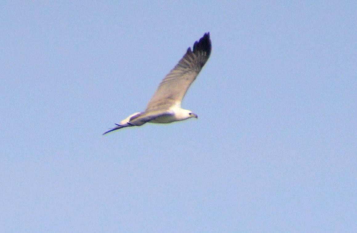 White-bellied Sea Eagle (1).jpg