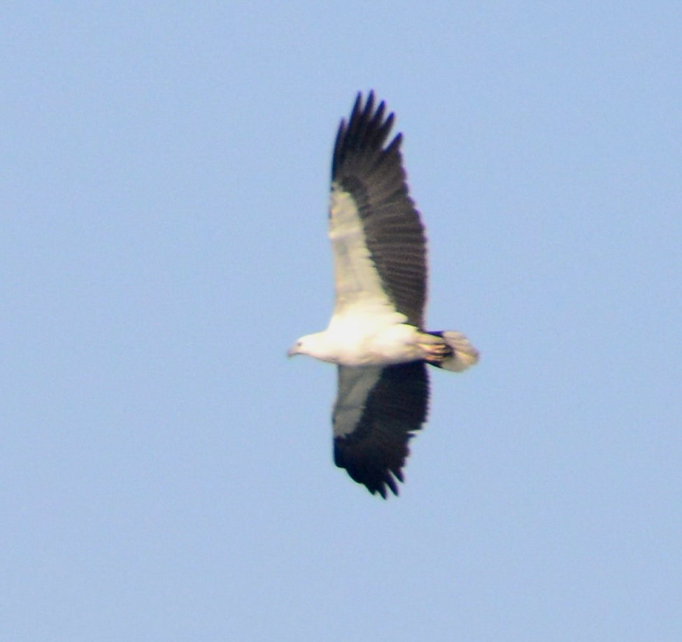 White-bellied Sea Eagle (2).jpg