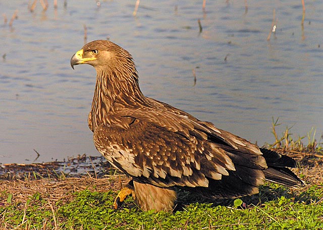 imperial eagle.juvDSCN4114.jpg