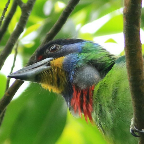 Chinese Barbet 1.jpg