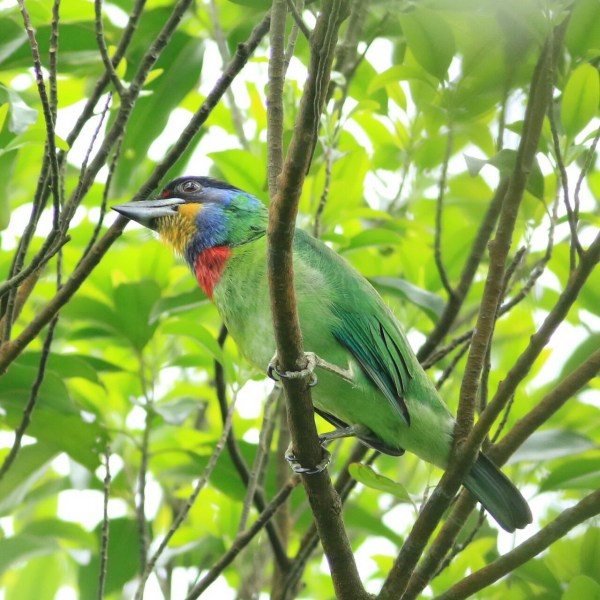 Chinese Barbet (2).jpg