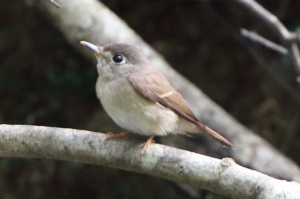 Brown-breasted Flycatcher.jpg