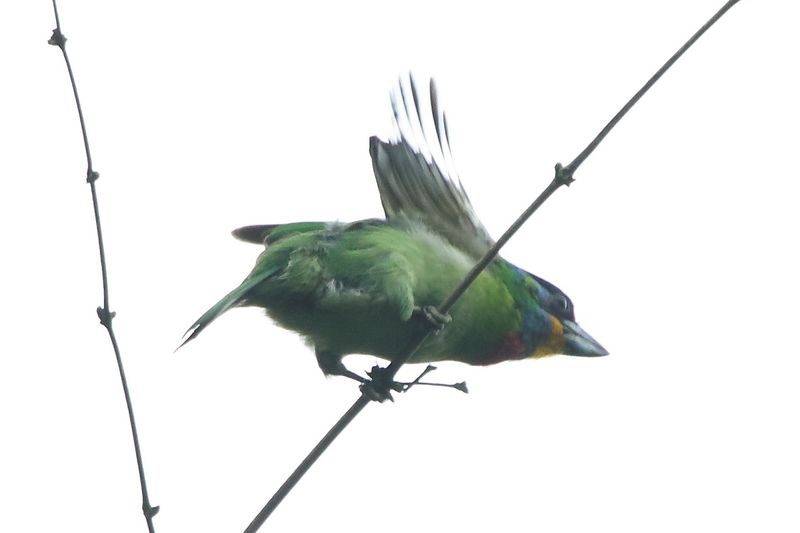 Chinese Barbet.jpg