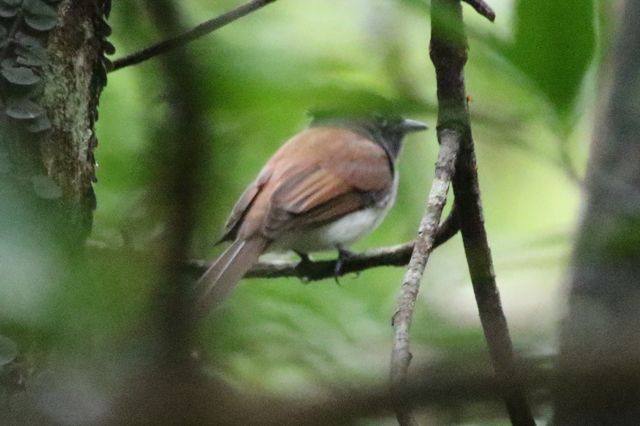 Amur Paradise Flycatcher.jpg