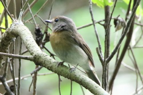 Hainan Blue Flycatcher female.jpg