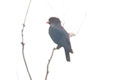 Oriental Dollarbird.jpg