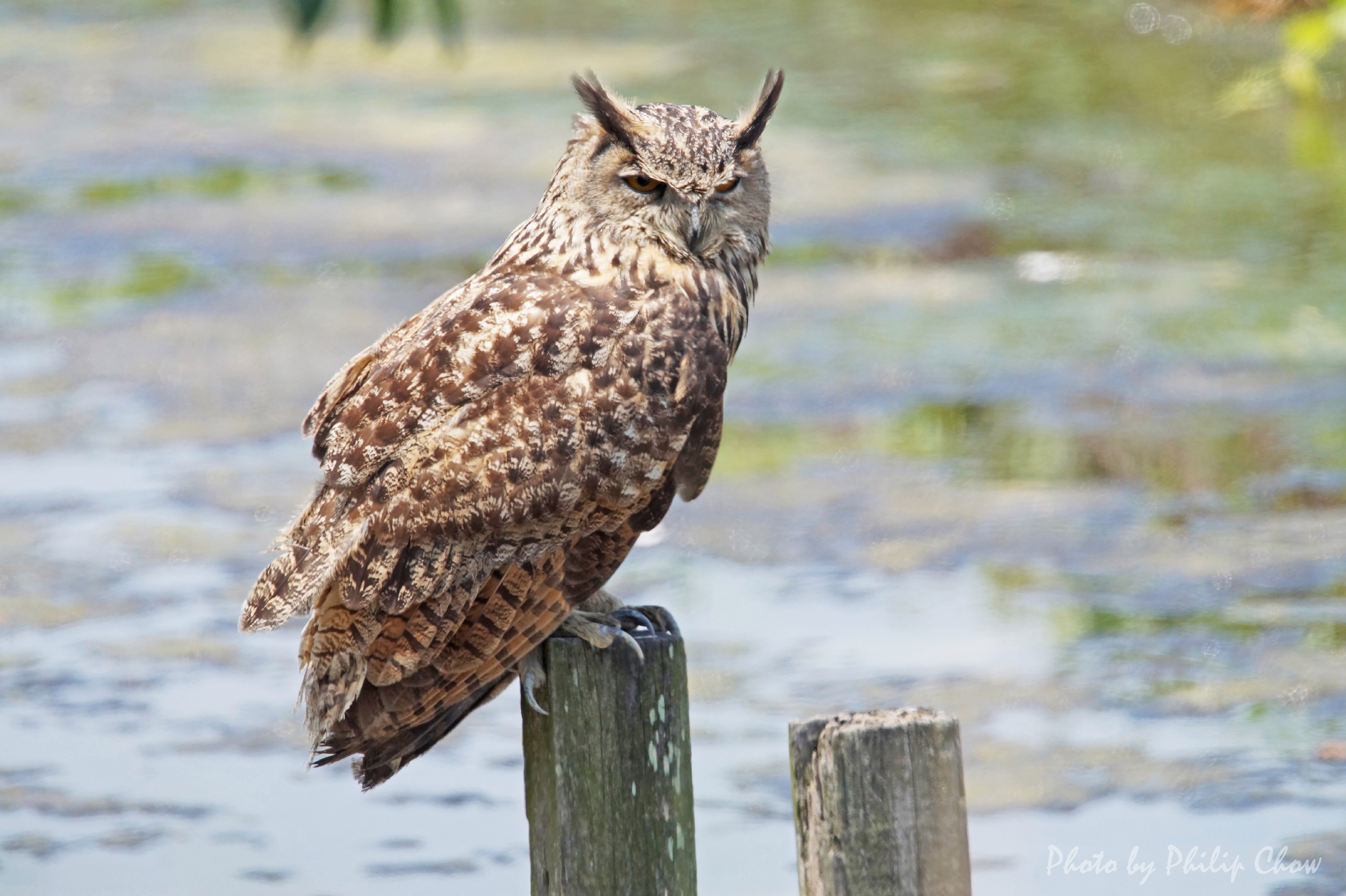 雕鴞Eurasian Eagle Owl DSC07640rs.JPG