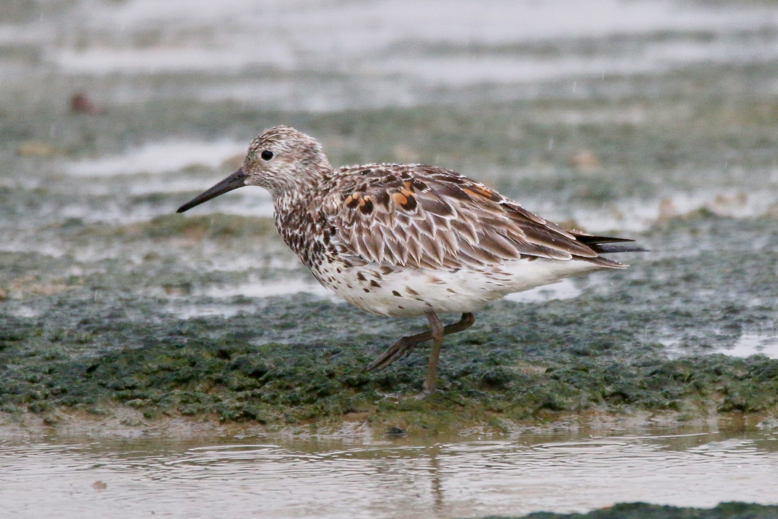 Great Knot.jpg