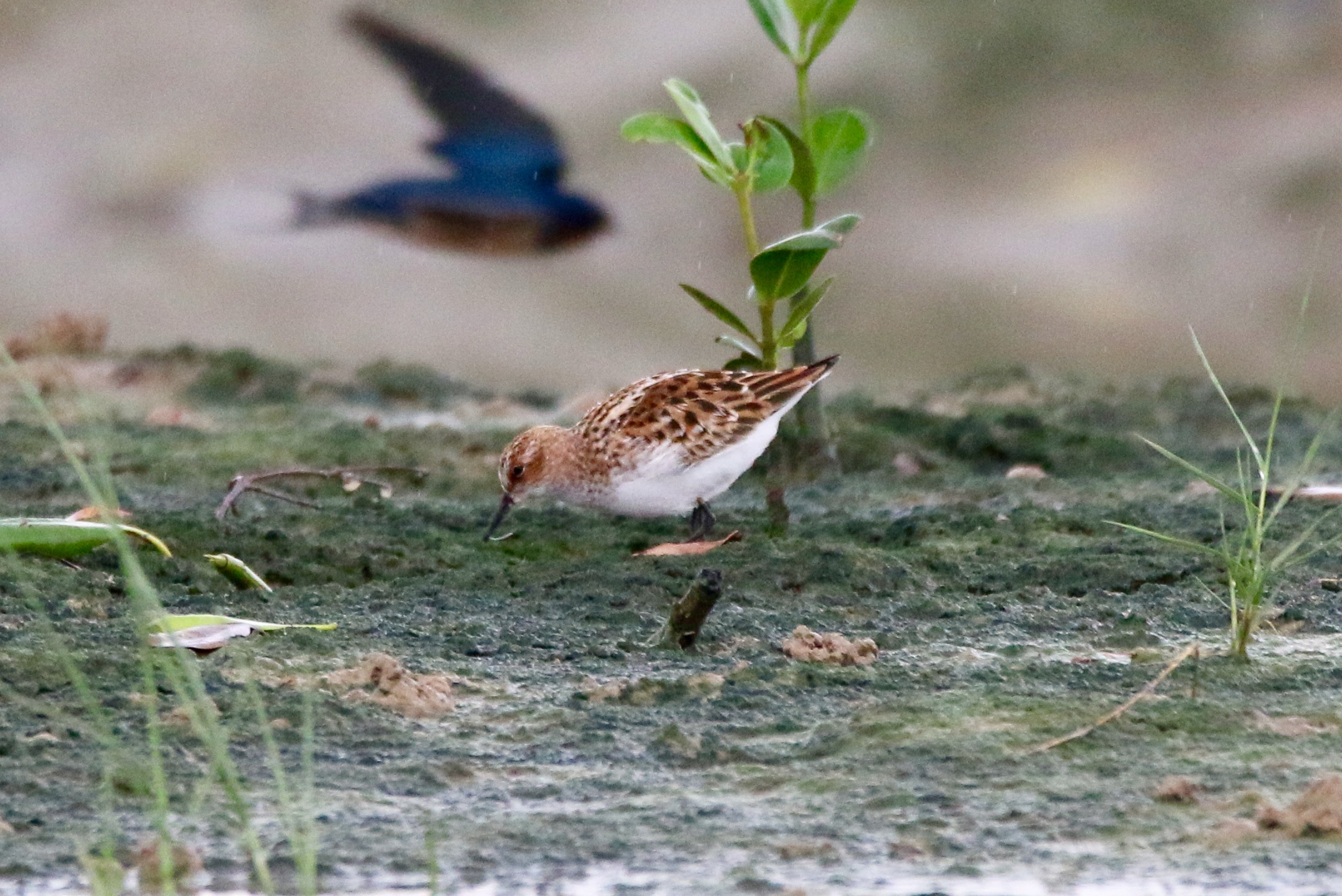 Little Stint.jpg