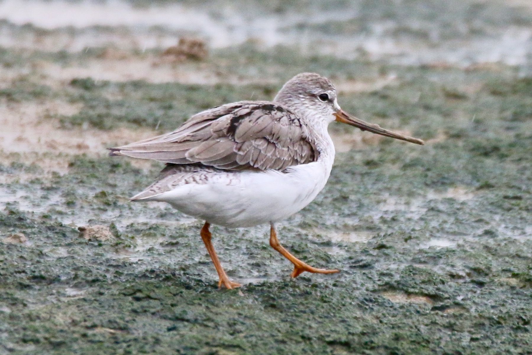 Terek Sandpiper.jpg