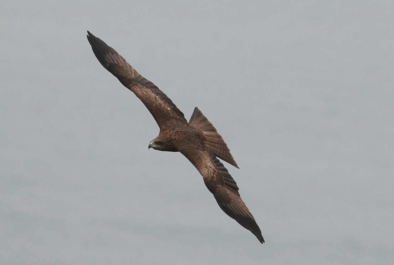 Black Kite (7).jpg