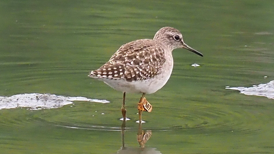 WoodSandpiper1.jpg