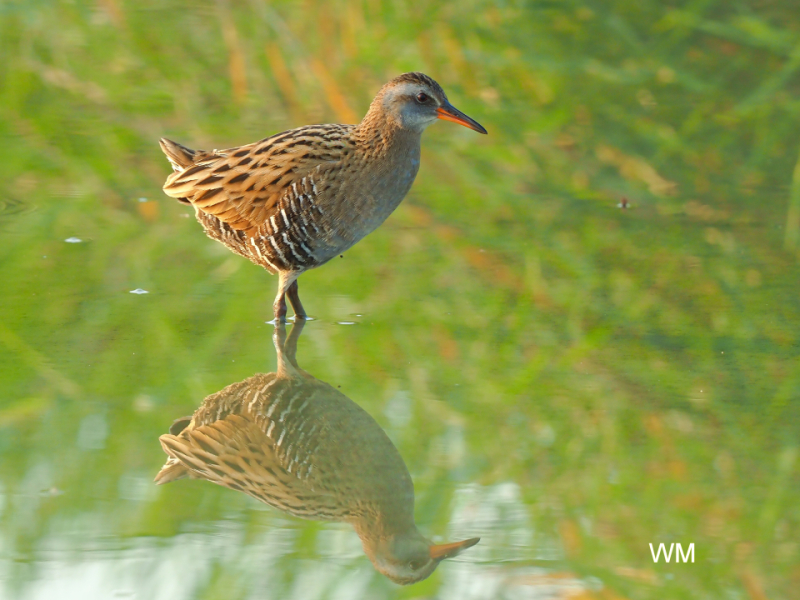 WaterRail1.jpg